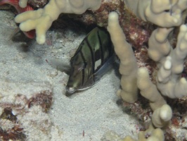 104 Convict Tang IMG 2480